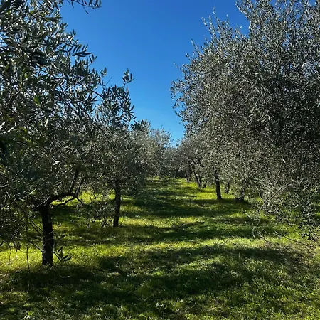 La Dimora Di Sandra Montefalco, Casa Tra Gli Ulivi A *