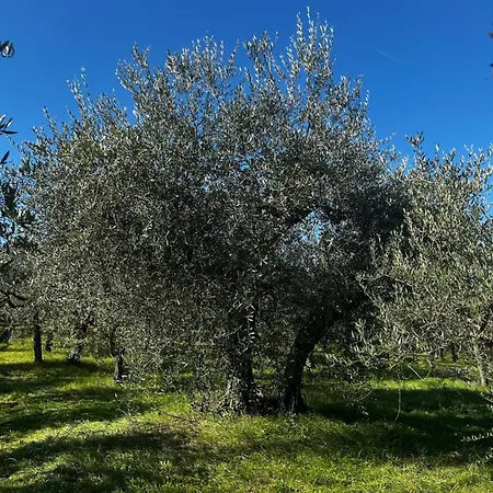 Апартаменты La Dimora Di Sandra Montefalco, Casa Tra Gli Ulivi A *