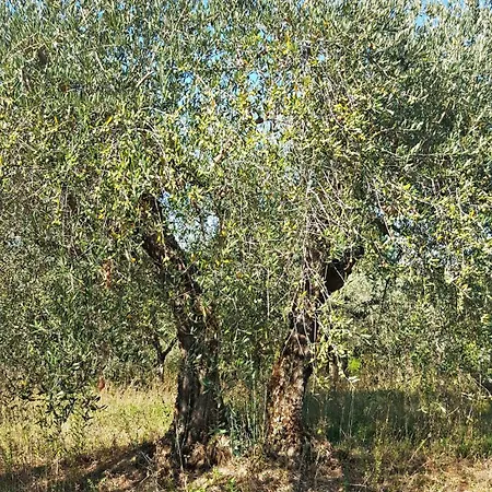 La Dimora Di Sandra Montefalco, Casa Tra Gli Ulivi A 公寓 蒙特法尔科